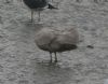 Glaucous Gull at Hole Haven Creek (Steve Arlow) (94709 bytes)